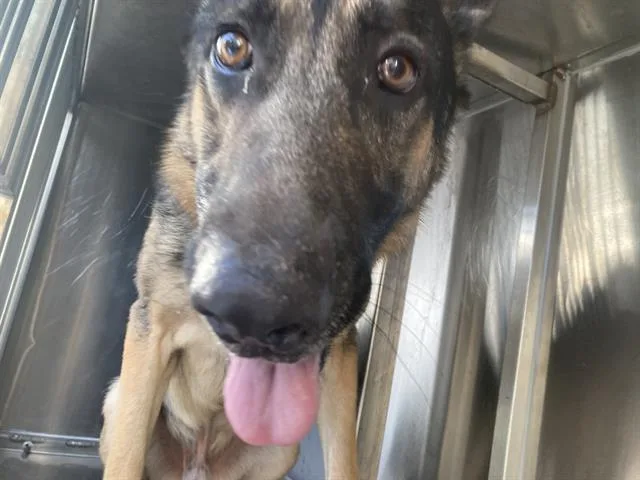 A young large-sized male German Shepherd Dog dog named Flash for adoption in Dallas, TX
