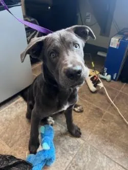 A baby medium-sized male Gray / Blue / Silver Shepherd dog named Ace for adoption in Murphy, TX