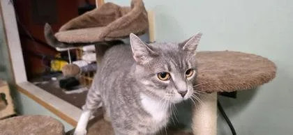 An adult medium-sized female Domestic Short Hair cat named Wally Mamma for adoption in Berwick, PA