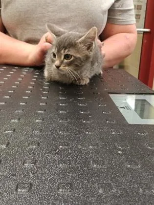 A baby small-sized female Domestic Short Hair cat named Britta for adoption in Independence, MO