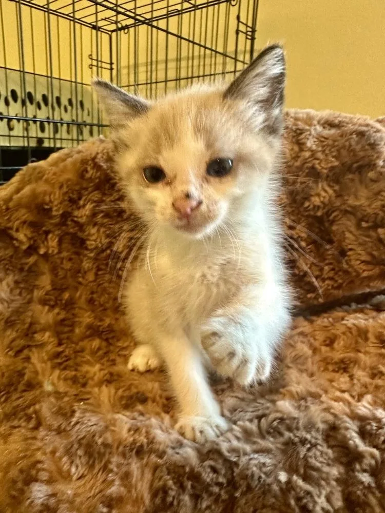 A baby small-sized female Siamese cat named Buttercup for adoption in Shawnee, OK