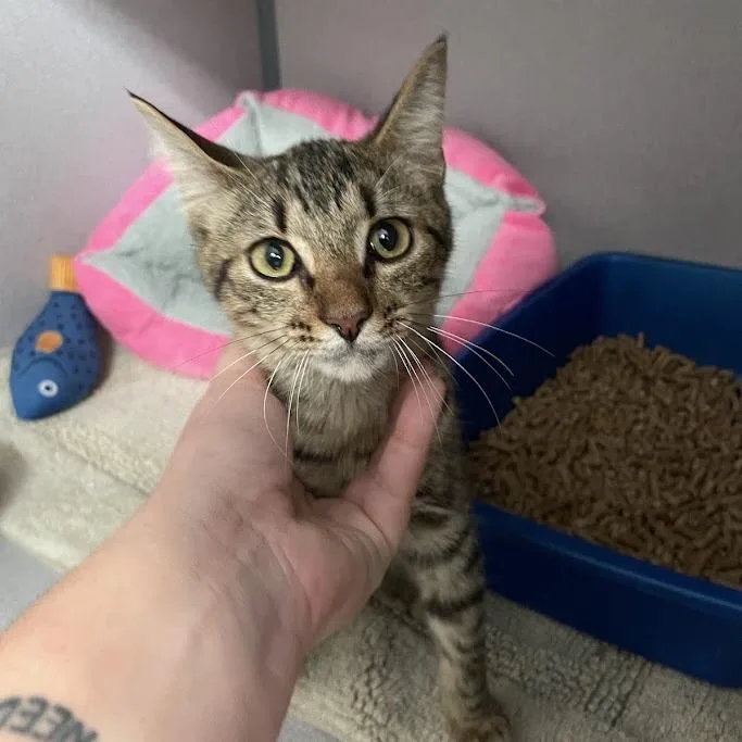 A young small-sized female Brown / Chocolate Domestic Short Hair cat named Ellie for adoption in Port Charlotte, FL