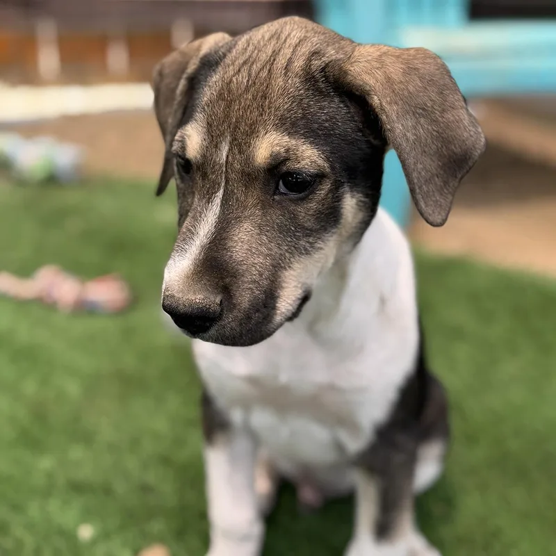 A baby large-sized male Shepherd dog named Boho Pup  Hippie for adoption in San Diego, CA
