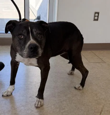 A senior large-sized female Pit Bull Terrier dog named Diamond for adoption in San Pedro, CA