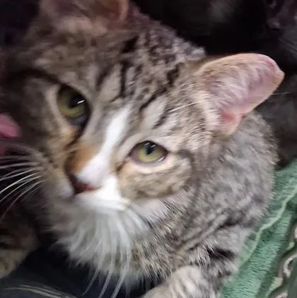 A baby medium-sized male Brown / Chocolate Domestic Short Hair cat named Sherlock for adoption in Rapid City, SD