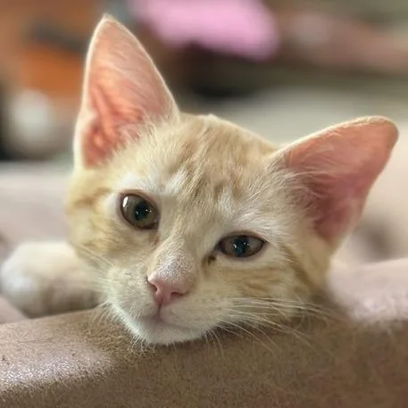 A baby small-sized male Orange / Red Domestic Short Hair cat named Ginger Spice for adoption in Laramie, WY