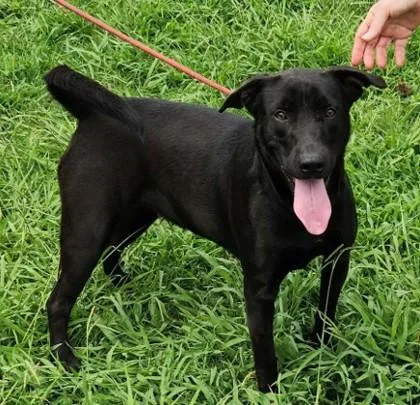 An adult medium-sized female Labrador Retriever dog named Ivy for adoption in Madison, NJ