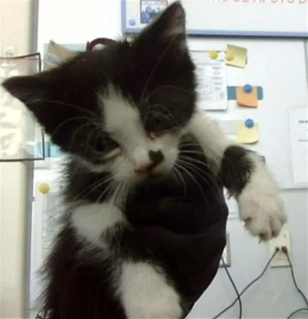 A baby medium-sized male Domestic Short Hair cat named Zorro for adoption in Dallas, TX