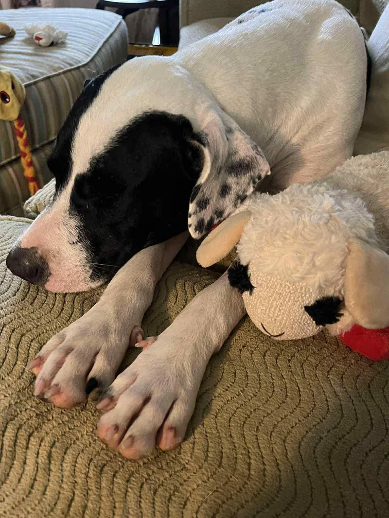 A young medium-sized female Dalmatian dog named Daisy Mae for adoption in Lucedale, MS