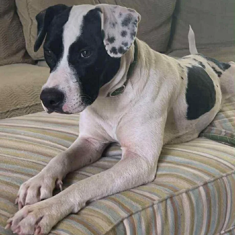 Daisy Mae thumbnail 3