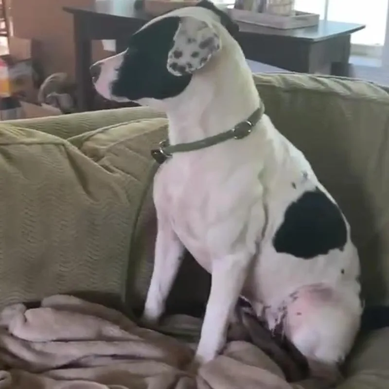 Daisy Mae thumbnail 4