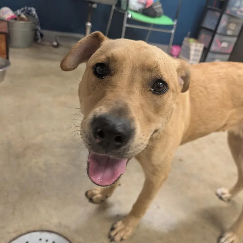 An adult medium-sized female Yellow / Tan / Blond / Fawn Yellow Labrador Retriever dog named Tupelo for adoption in Jasper, IN