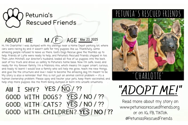 A baby medium-sized female Belgian Shepherd / Malinois dog named Charlotte for adoption in Castroville, TX