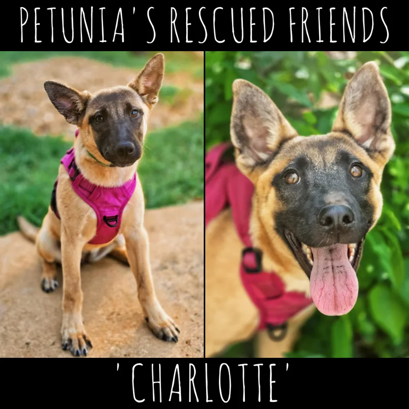 Charlotte thumbnail 2