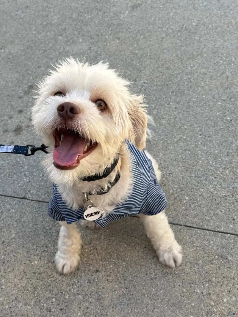 A baby small-sized male White / Cream Poodle dog named Dobby for adoption in Los Angeles, CA