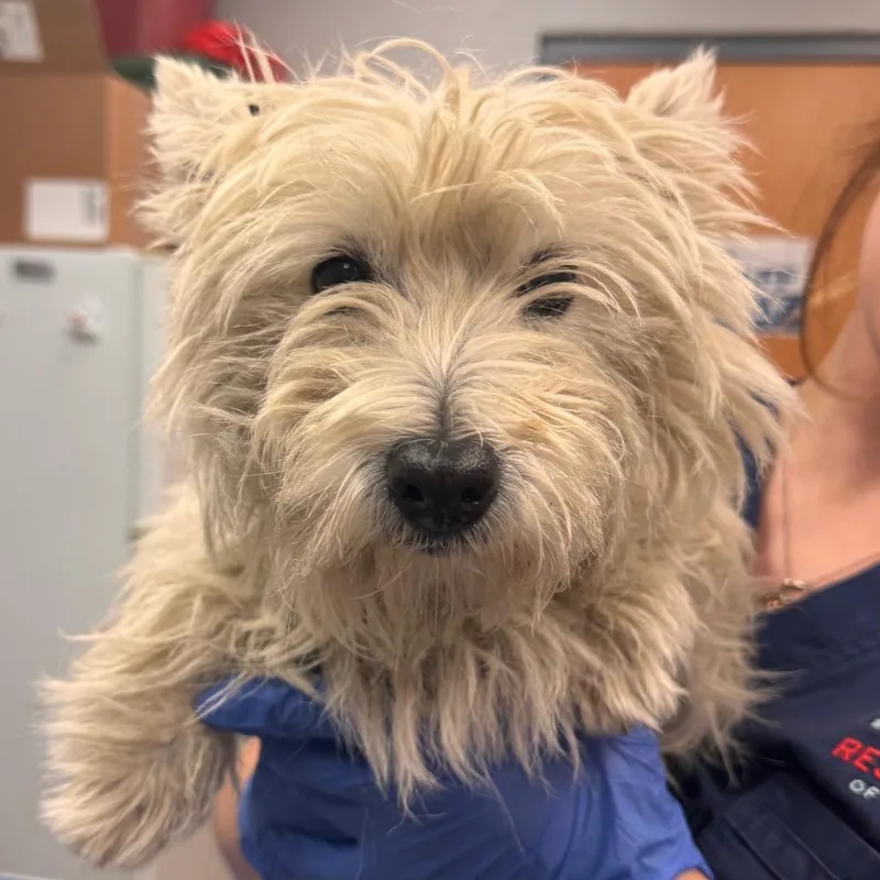 An adult small-sized female White / Cream West Highland White Terrier / Westie dog named Nia for adoption in Birdsboro, PA