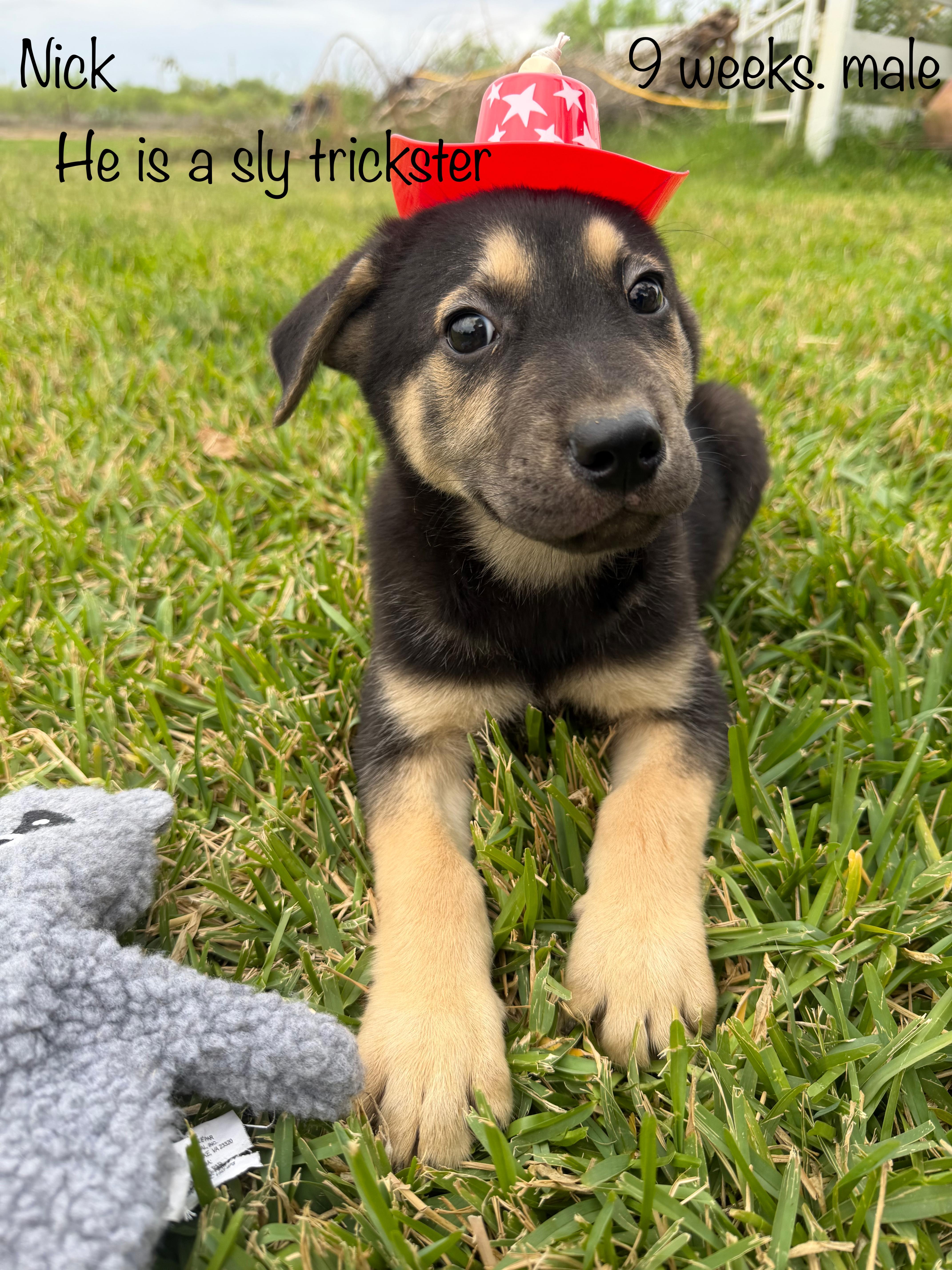 A baby large-sized male Black Black Labrador Retriever dog named Nick for adoption in Paramus, NJ