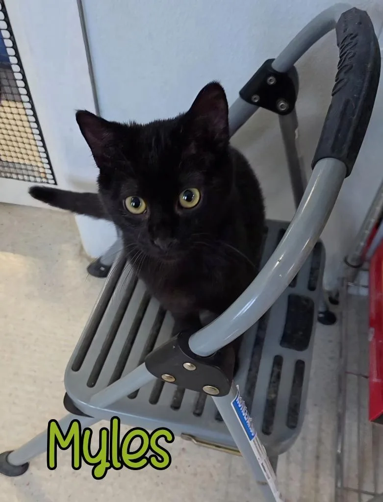A baby small-sized male Domestic Short Hair cat named Myles for adoption in Port Clinton, OH