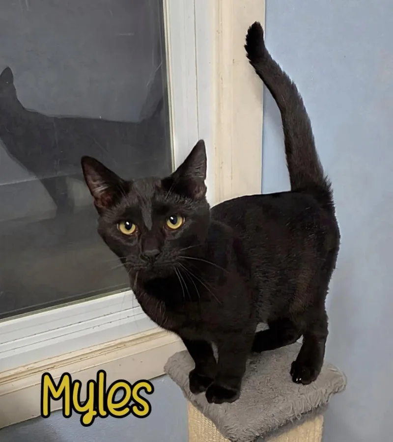 Myles thumbnail 2