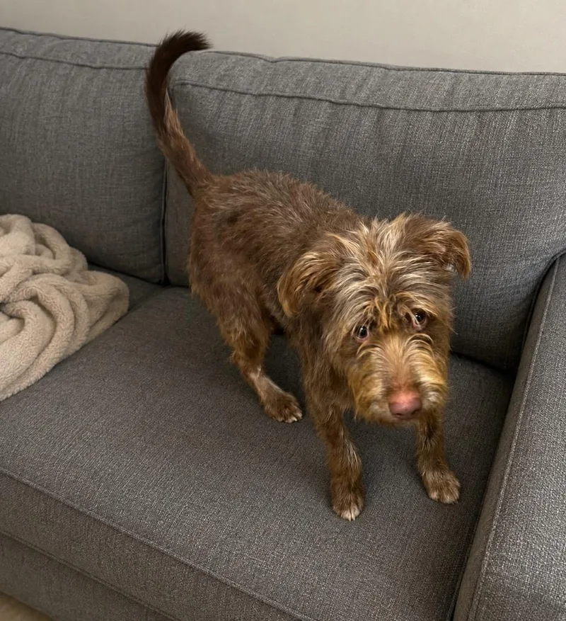 A baby medium-sized male Schnauzer dog named Weston for adoption in North Syracuse, NY