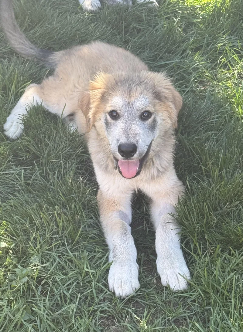 A baby extra large-sized male Great Pyrenees dog named Maverick Ash for adoption in O'Fallon, MO