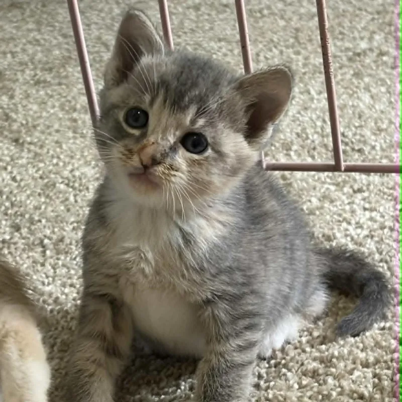 Daphne