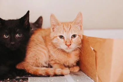 A baby small-sized male Domestic Short Hair cat named a FallPetSmart West Ashley for adoption in North Charleston, SC