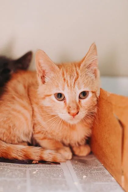 a FallPetSmart West Ashley thumbnail 2