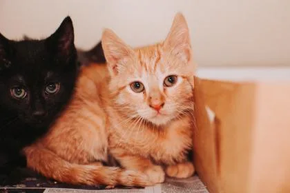 a FallPetSmart West Ashley thumbnail 3