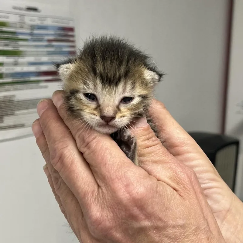 A baby small-sized female Brown / Chocolate Domestic Short Hair cat named Roobie for adoption in St. Louis, MO