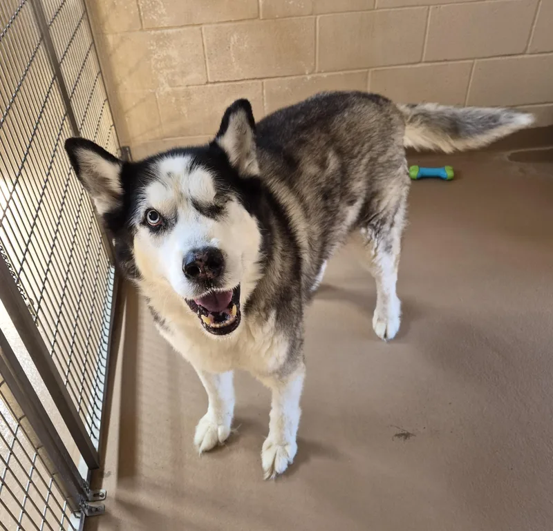 A senior large-sized male Husky dog named Machita for adoption in Sierra Vista, AZ