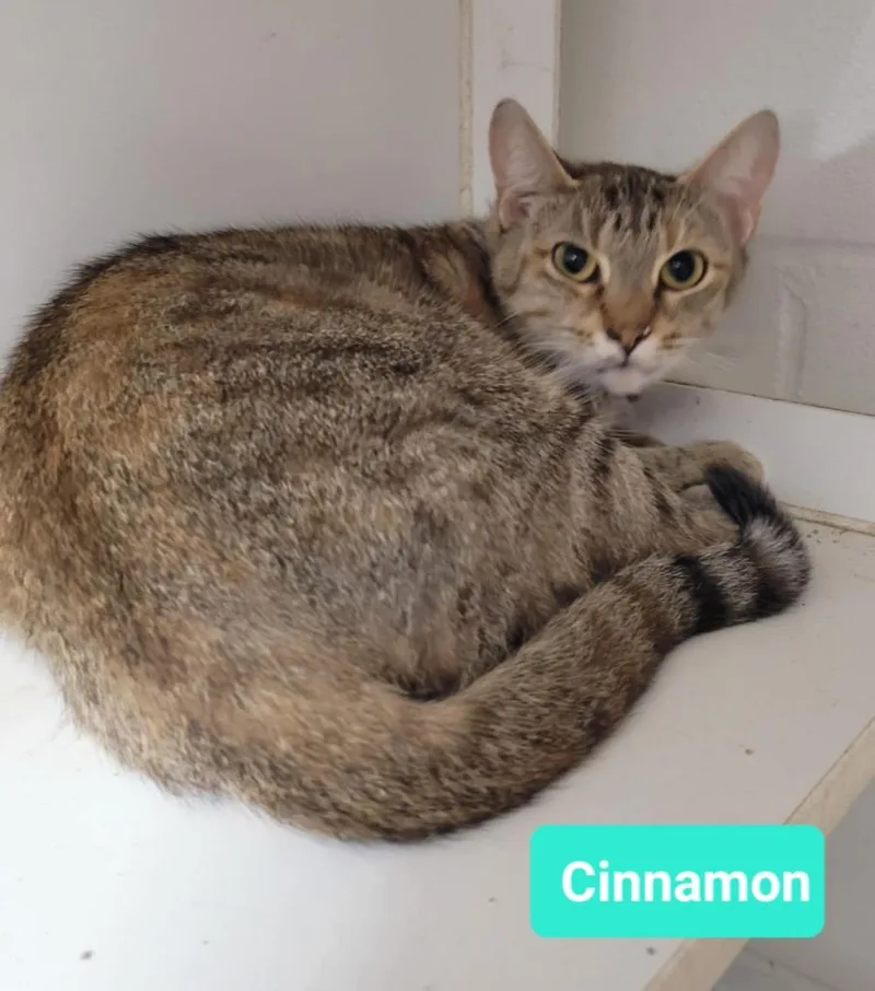 Cinnamon