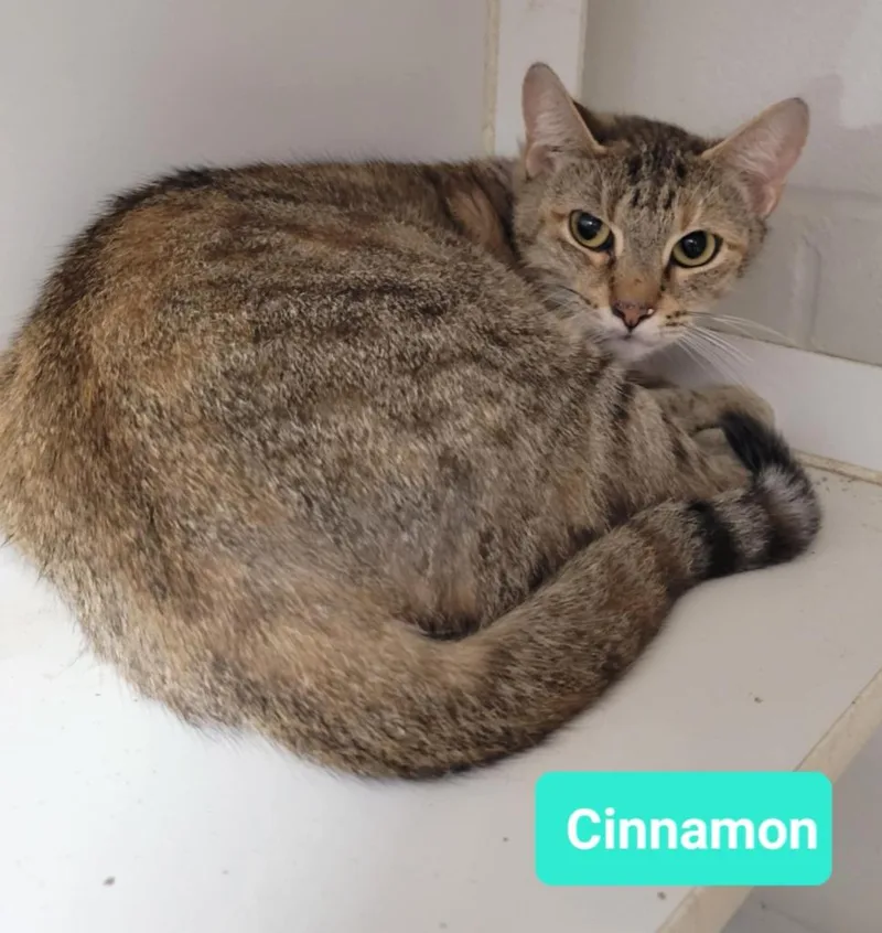 Cinnamon thumbnail 2