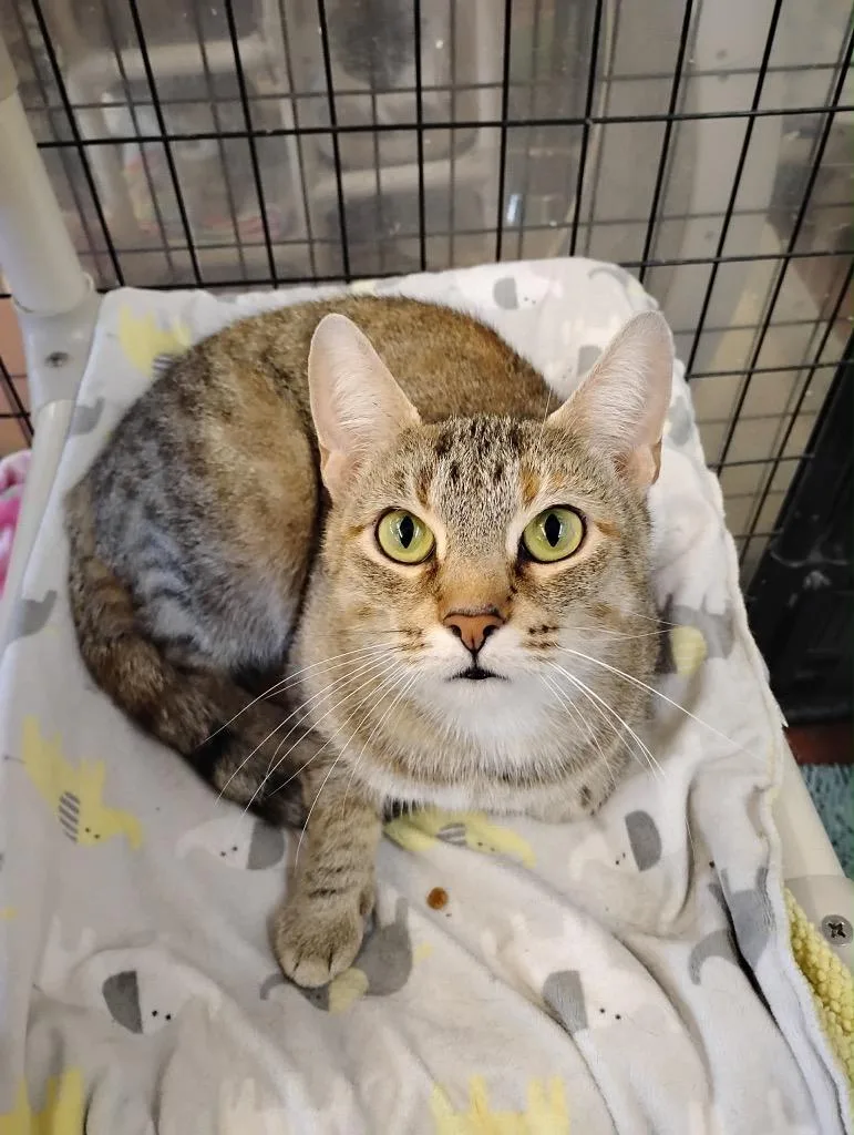 Cinnamon thumbnail 3