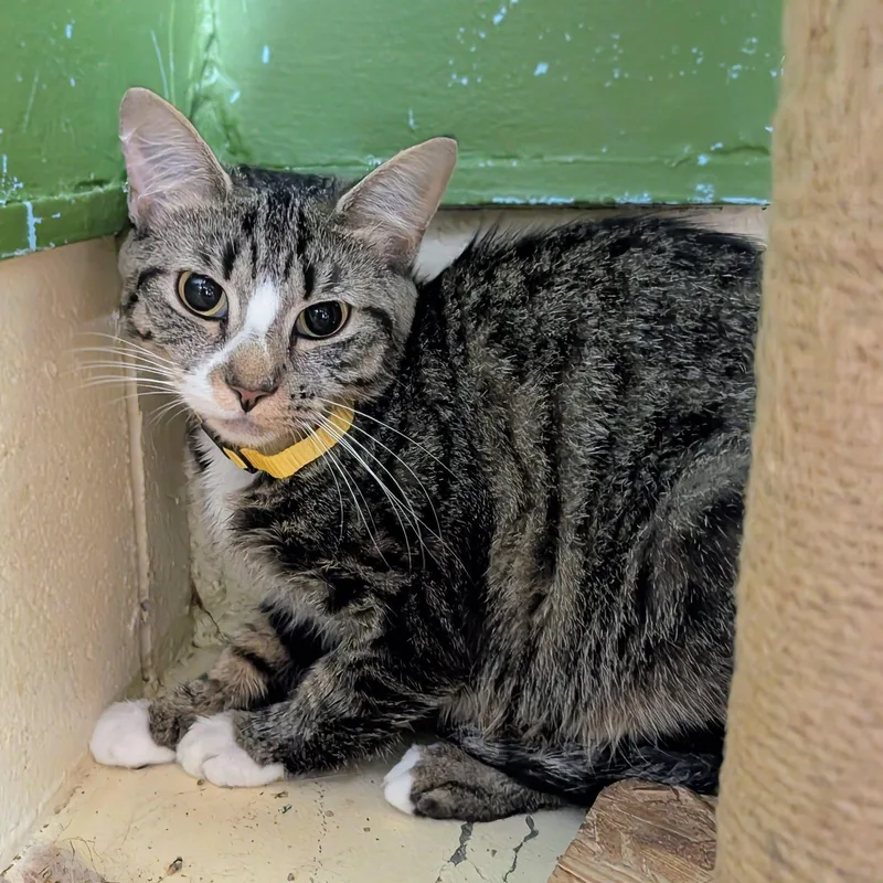 An adult medium-sized female Domestic Short Hair cat named Trulicity for adoption in Newburgh, IN