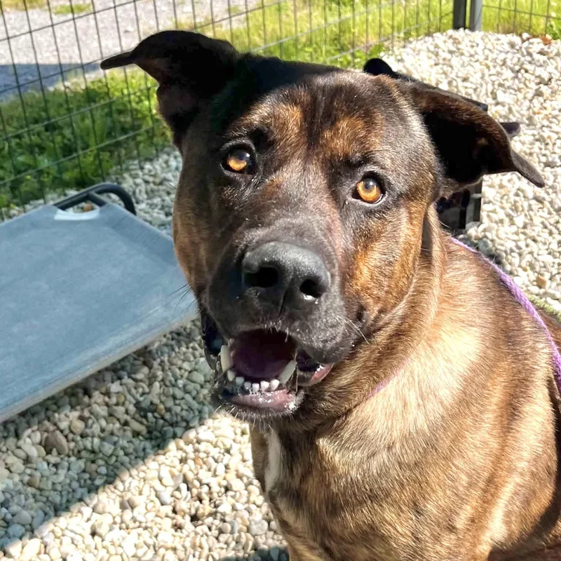 An adult extra large-sized male Brindle Mastiff dog named Jeffrey for adoption in Jackson, NJ