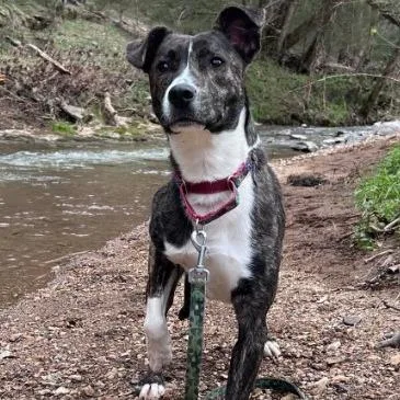 An adult medium-sized female Brindle Mixed Breed dog named Jamie for adoption in Gordonsville, TN
