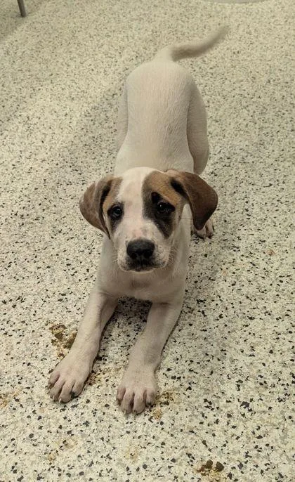 A baby medium-sized male Mixed Breed dog named Pinto Bean for adoption in Atlanta, GA