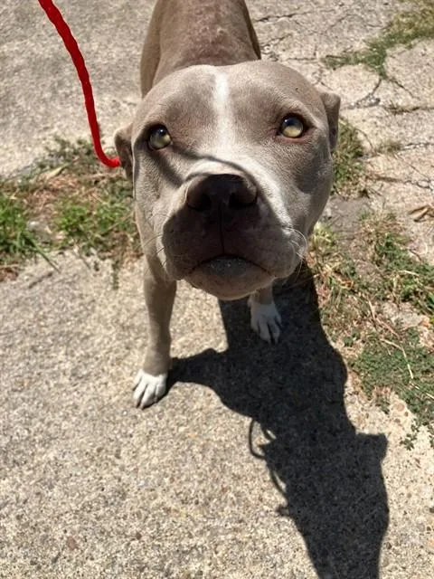 A young medium-sized female Mixed Breed dog named Willow for adoption in Dallas, TX