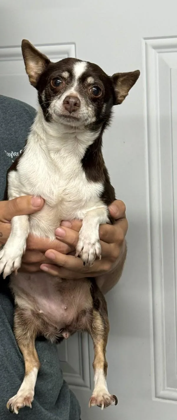 A senior small-sized female Chihuahua dog named Tina for adoption in Campbellsville, KY