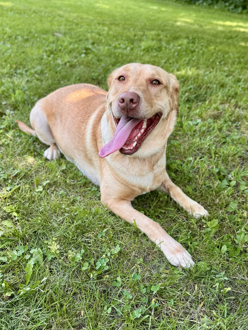 An adult large-sized female Golden Labrador Retriever dog named Toffee for adoption in Midland, MI