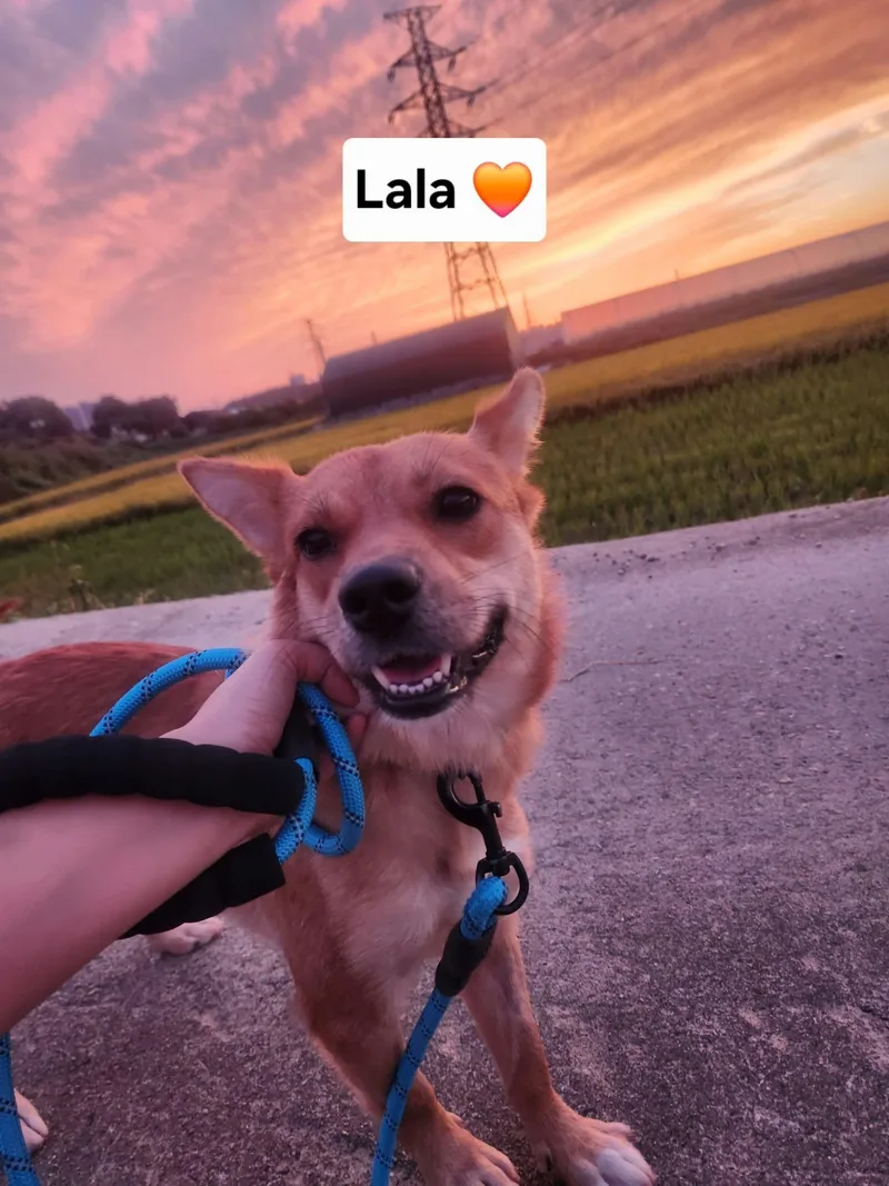 A baby small-sized female Jindo dog named Lala for adoption in Agoura Hills, CA
