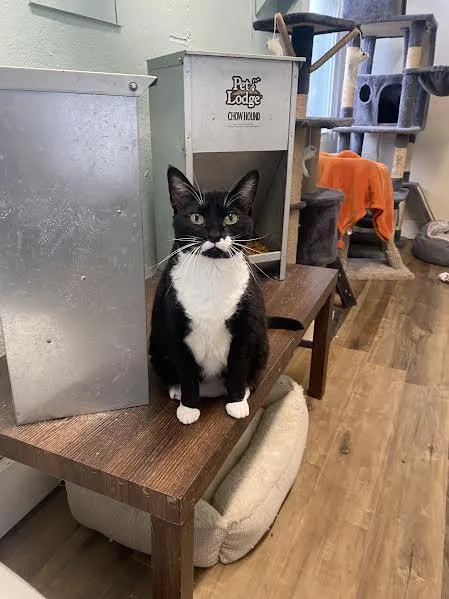 Charlotte thumbnail 3