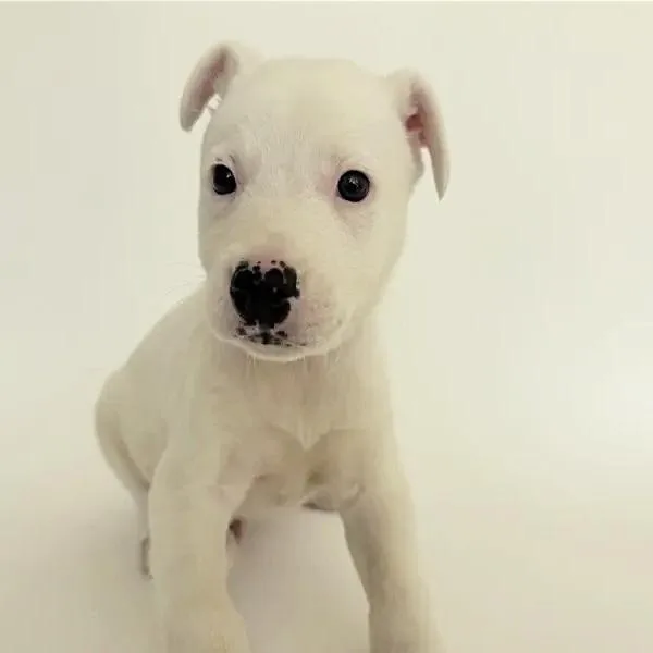 A baby small-sized male White / Cream Mixed Breed dog named Baron for adoption in Saint Louis, MO