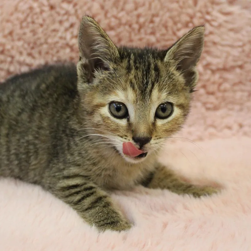 A baby small-sized female Brown / Chocolate Domestic Short Hair cat named Lobster for adoption in Auburn, AL