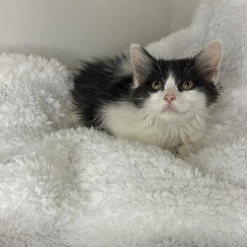 A baby small-sized female Black Domestic Long Hair cat named Coral for adoption in Lexington, KY