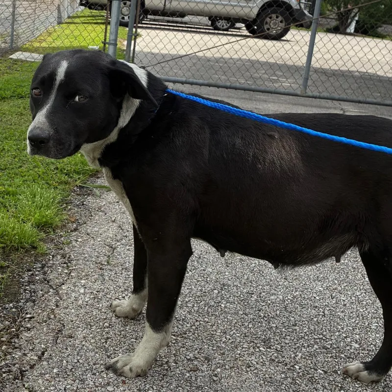 An adult medium-sized female Black Border Collie dog named Mama Mia for adoption in Bryan, TX