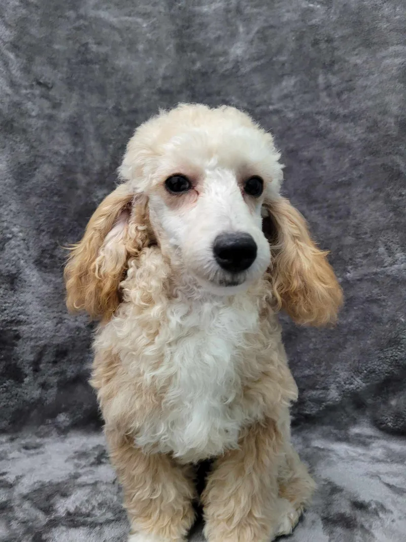 Harrison thumbnail 2