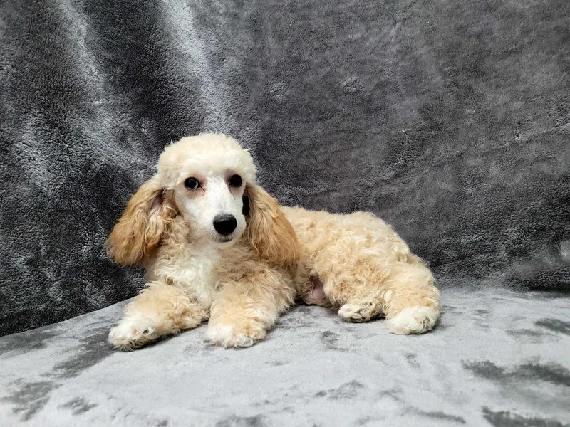 Harrison thumbnail 3