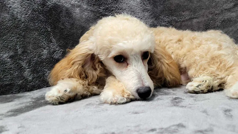 Harrison thumbnail 5